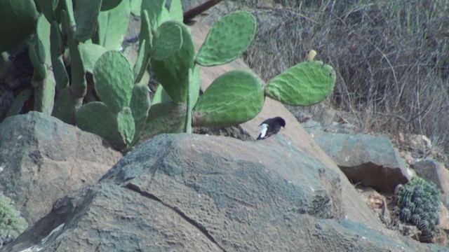 Black Wheatear - ML305507311