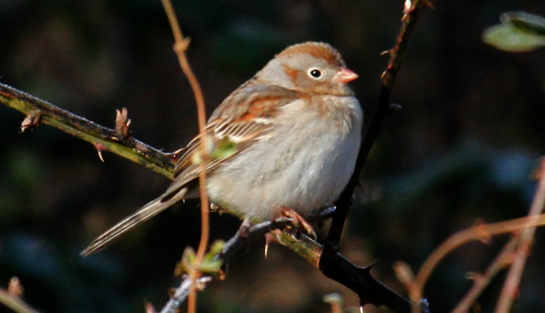 Field Sparrow - ML305507411