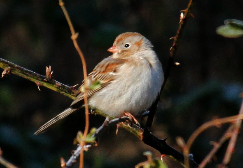 Field Sparrow - ML305507421