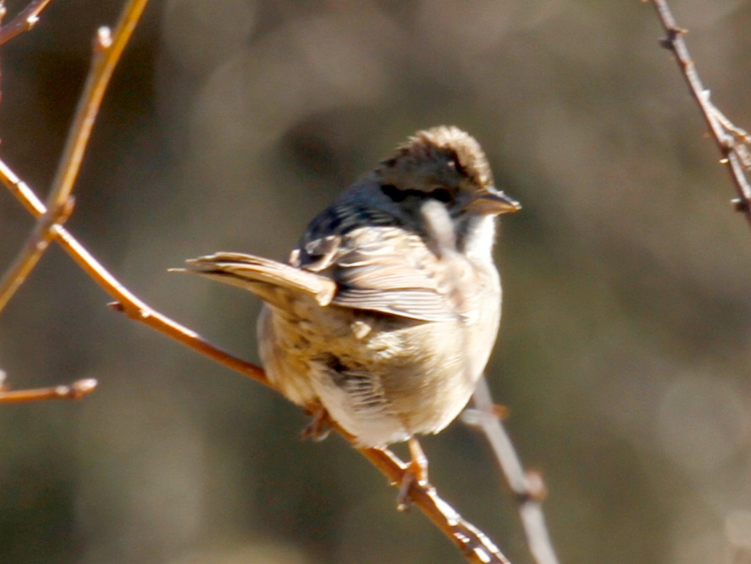 Swamp Sparrow - ML305507481