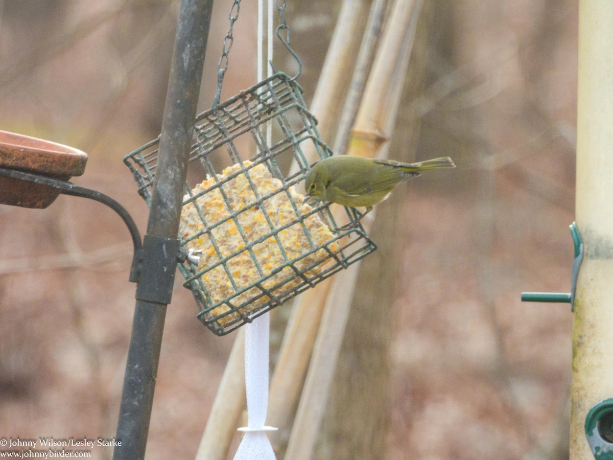 Orange-crowned Warbler - ML305509631