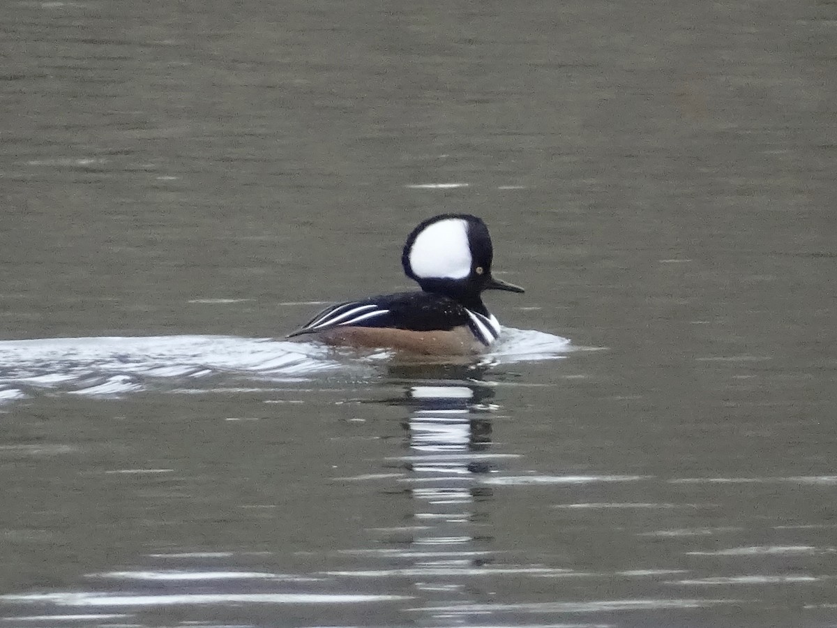 Hooded Merganser - ML305509681