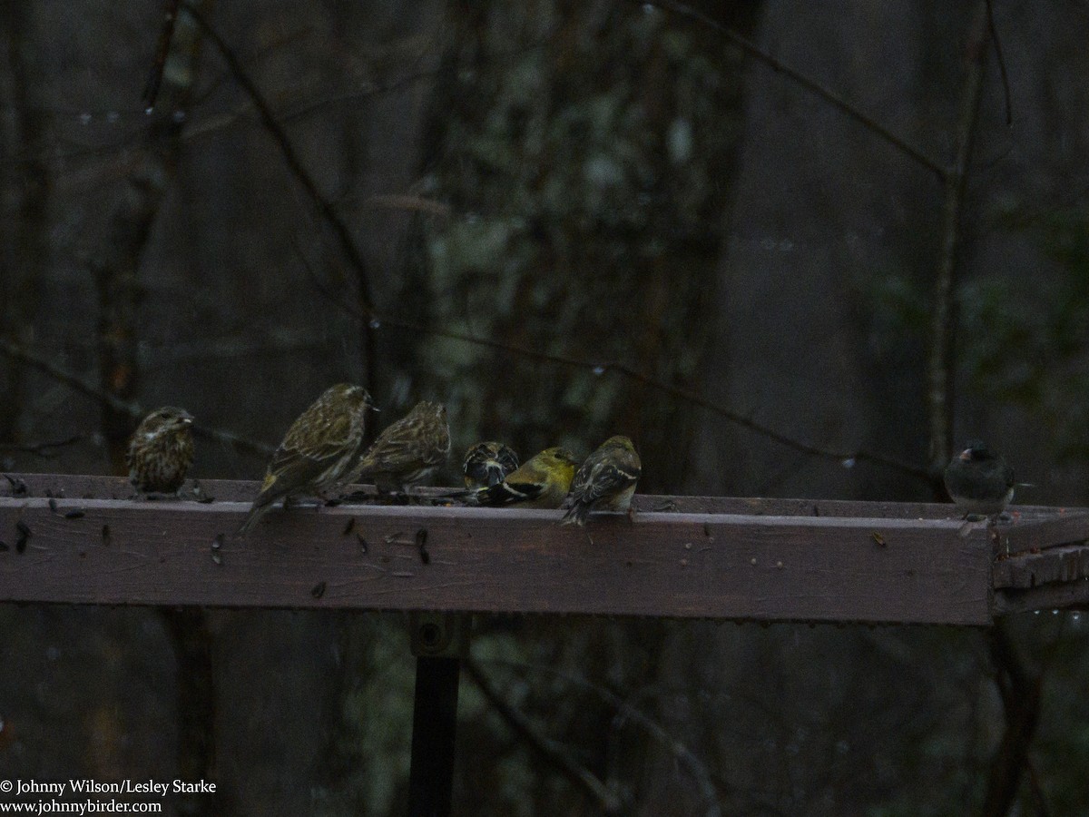 American Goldfinch - ML305509761