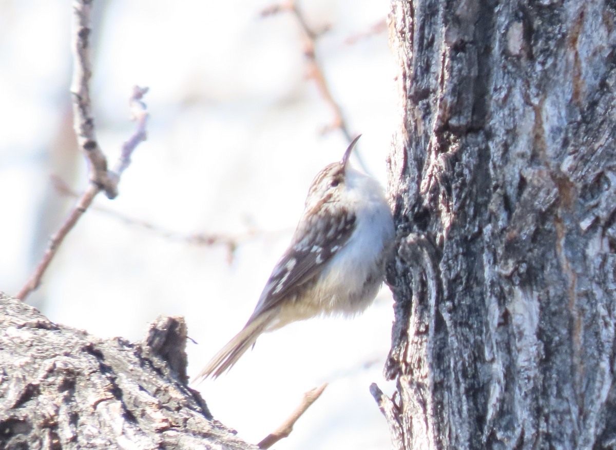 Brown Creeper - ML305509801