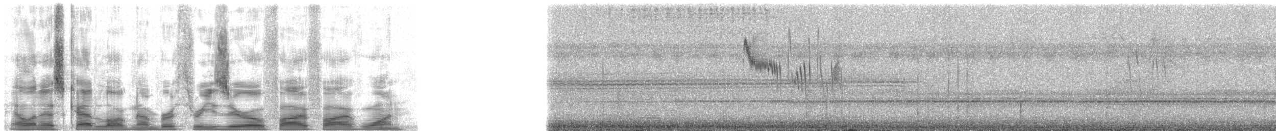 Band-rumped Swift (spinicaudus) - ML30551