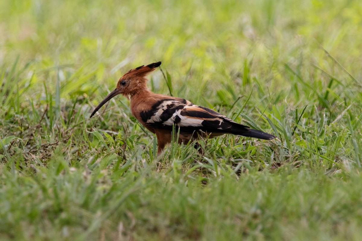 Eurasian Hoopoe (African) - ML305510211