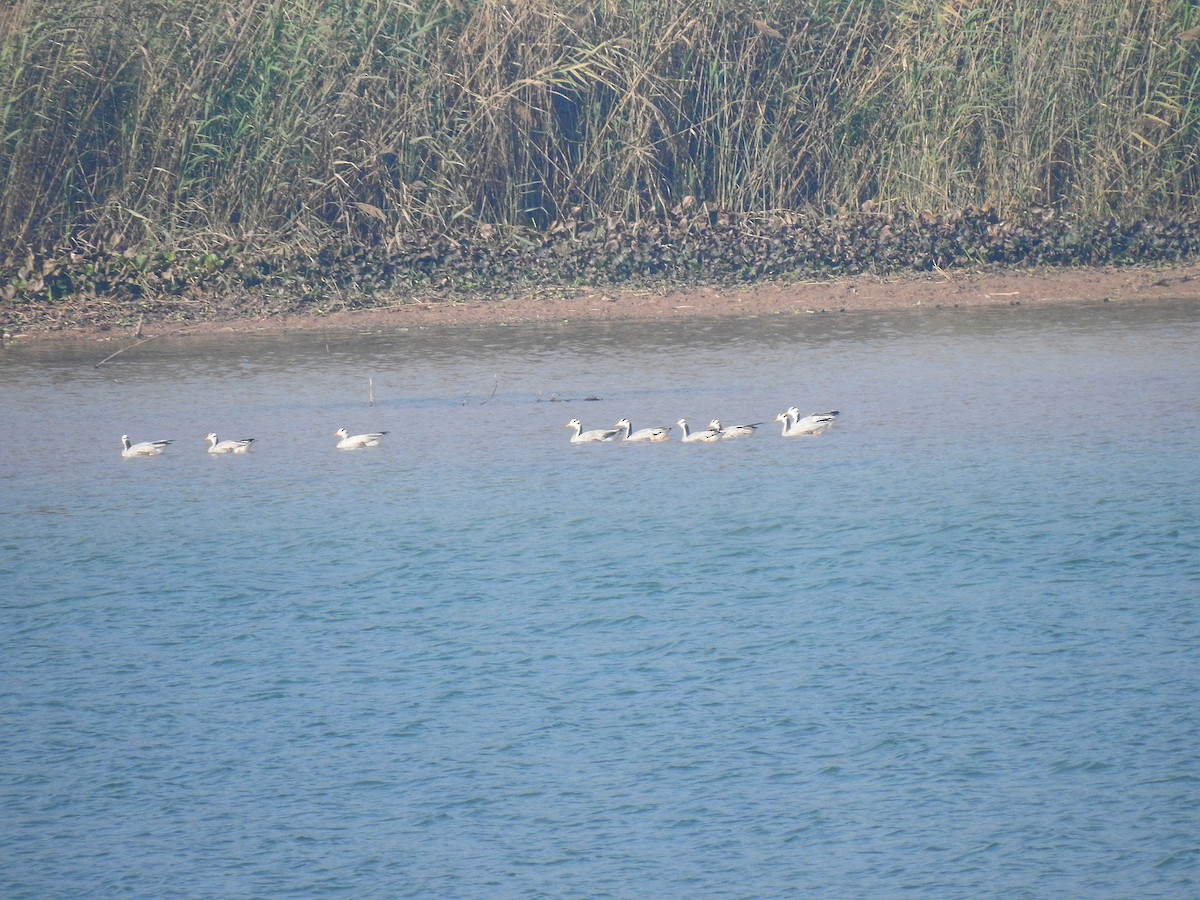 Bar-headed Goose - ML305511861