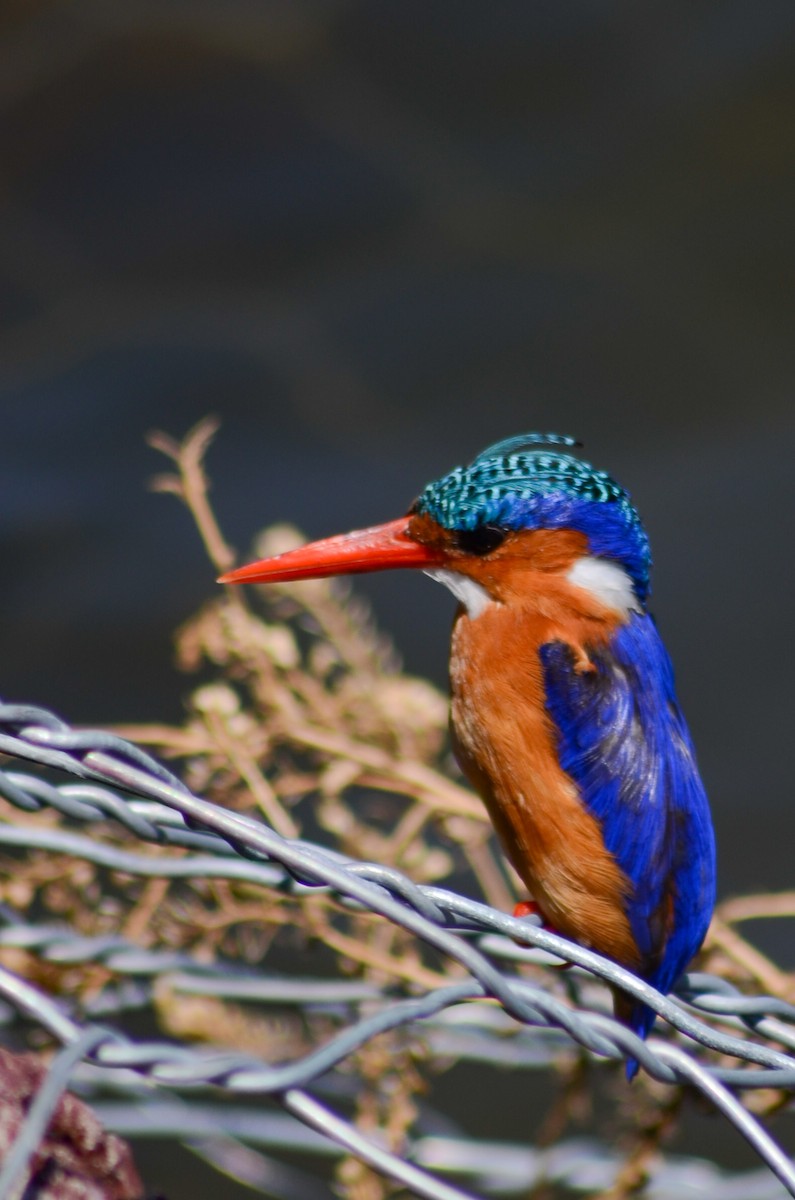 Malachite Kingfisher - Darshana Venugopal