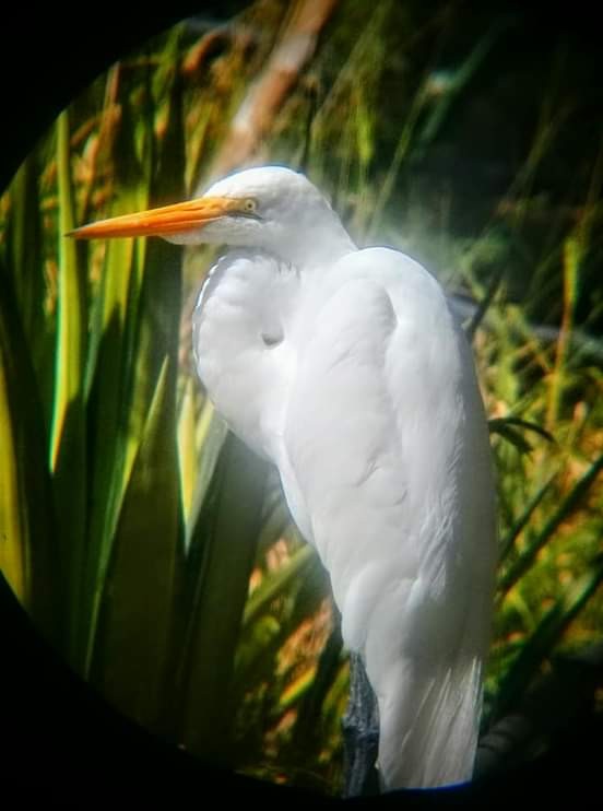 Great Egret - ML305512481