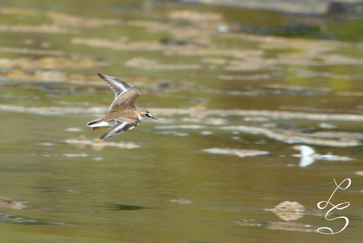 Collared Plover - Luis Fernandez