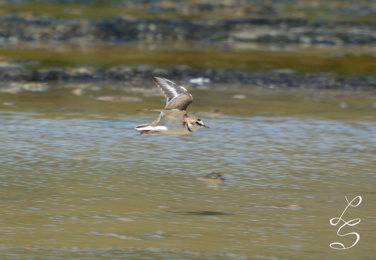 Collared Plover - Luis Fernandez