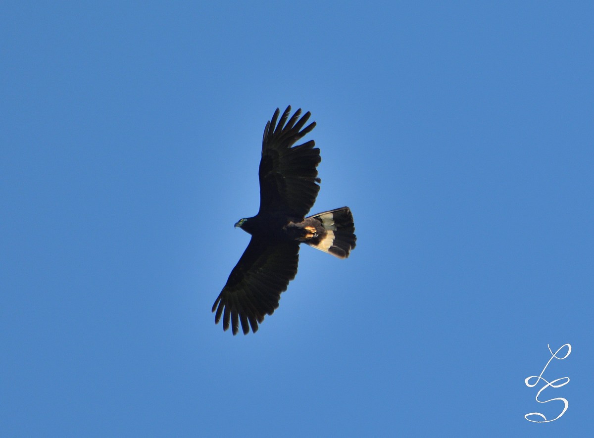 Hook-billed Kite - ML305512821