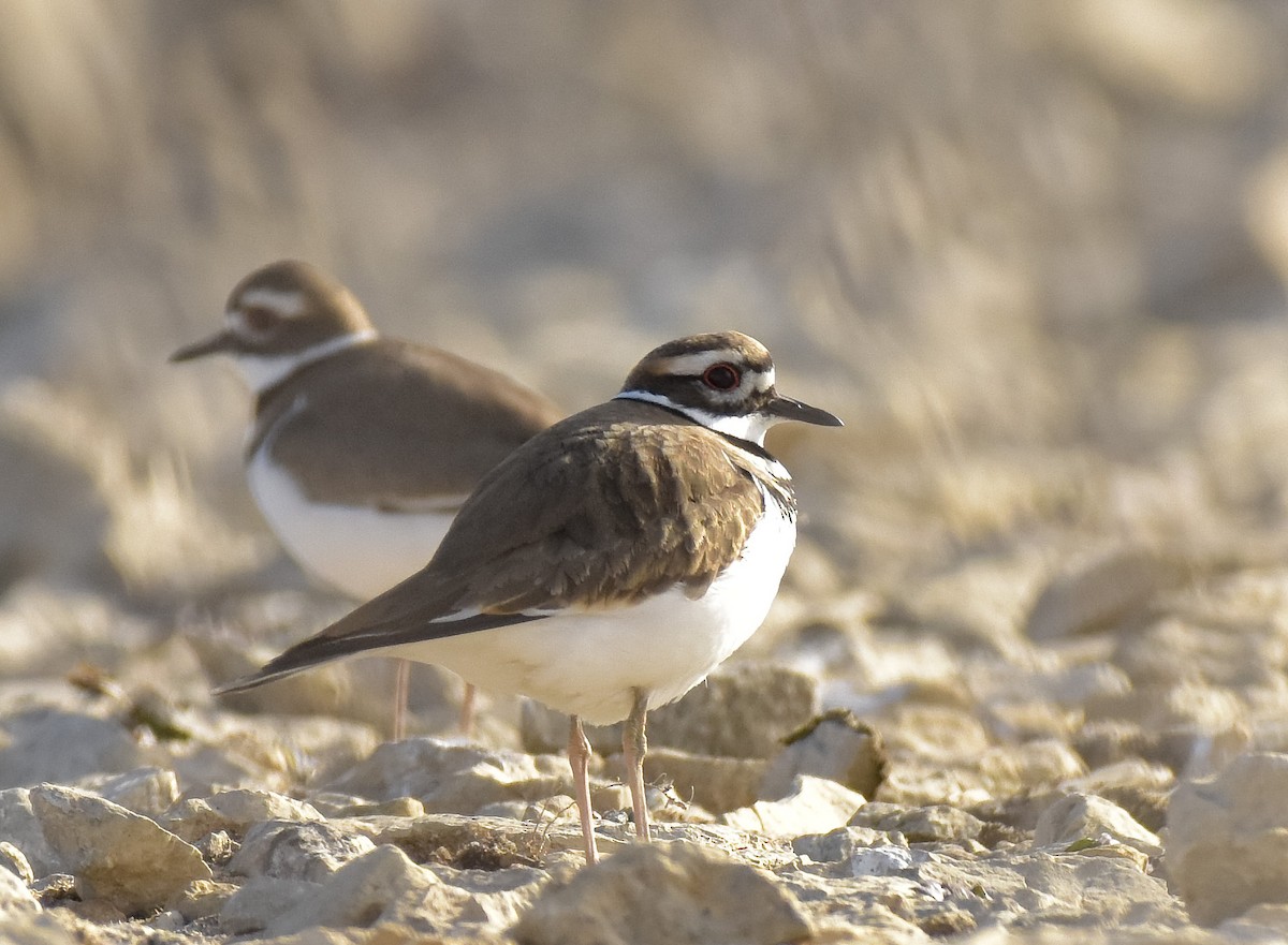 Killdeer - ML305513821