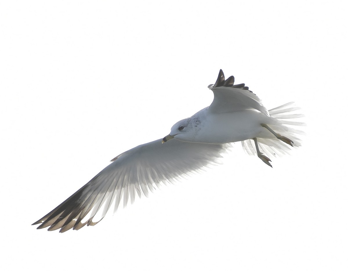 Делавэрская чайка - ML305513941