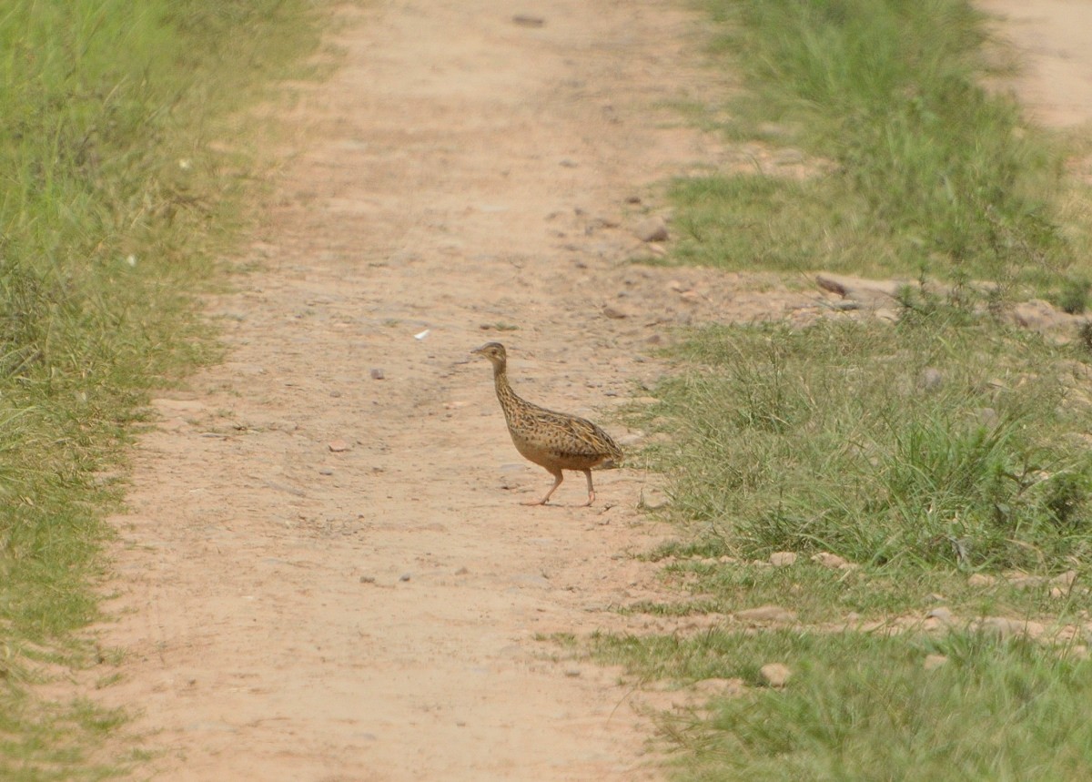 Tinamou tacheté - ML305514351