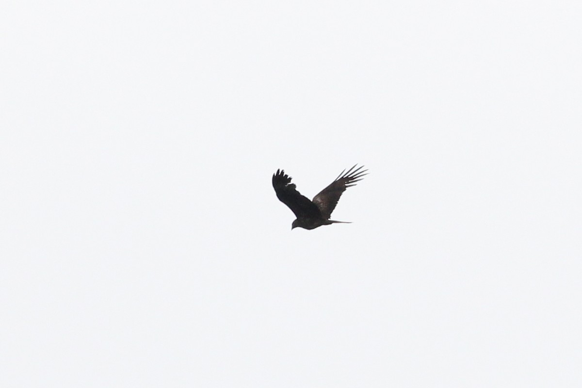 Lesser Spotted Eagle - ML305517991