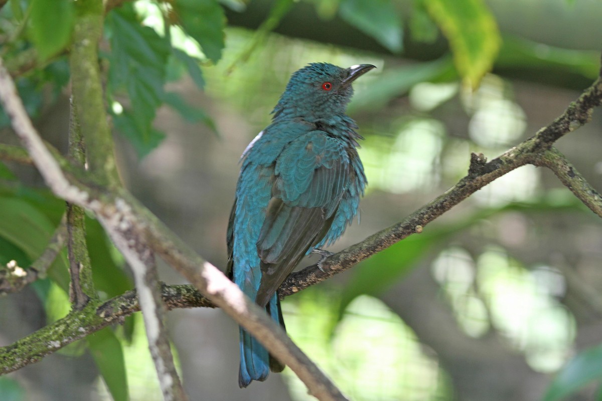 Asian Fairy-bluebird - ML305518841