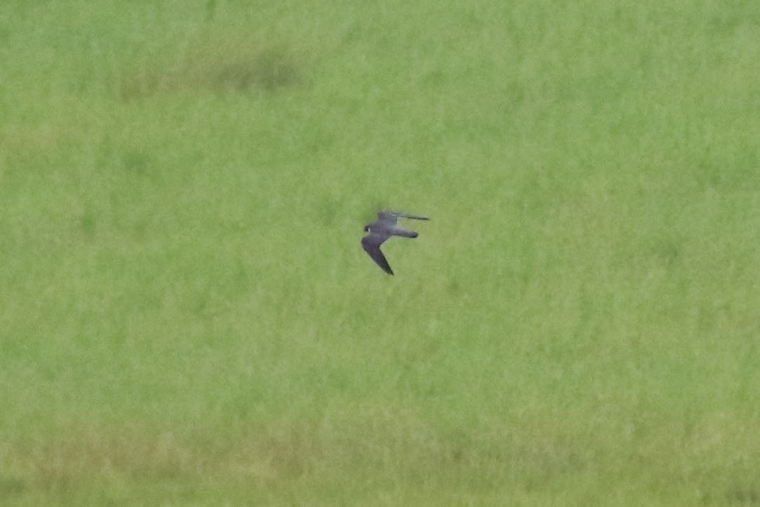 Australian Hobby - Susan Murphy