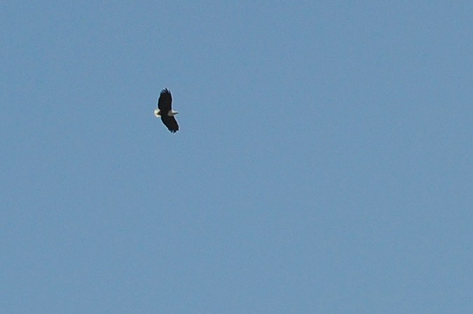 African Fish-Eagle - ML305519561