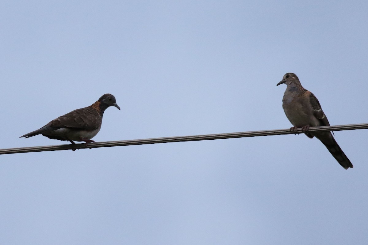 Common Bronzewing - ML305521311