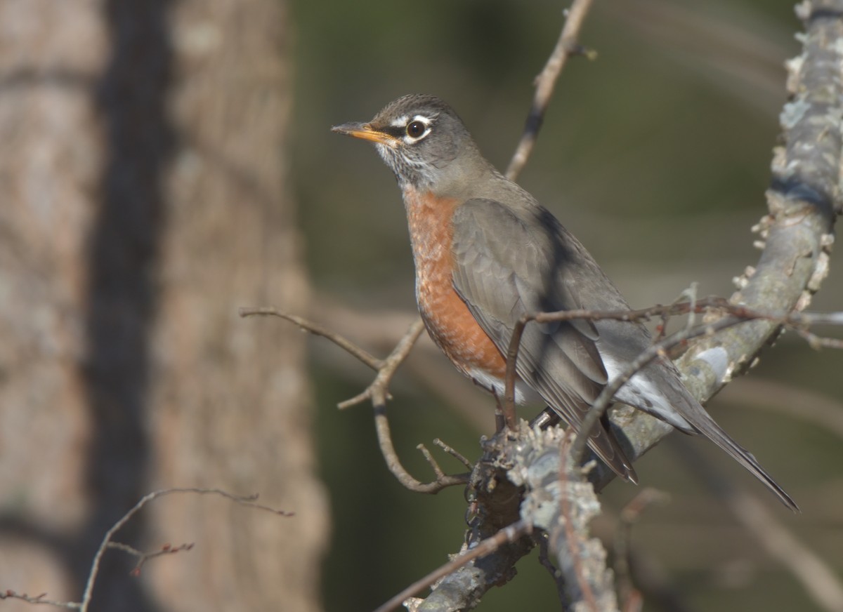 American Robin - ML305522221