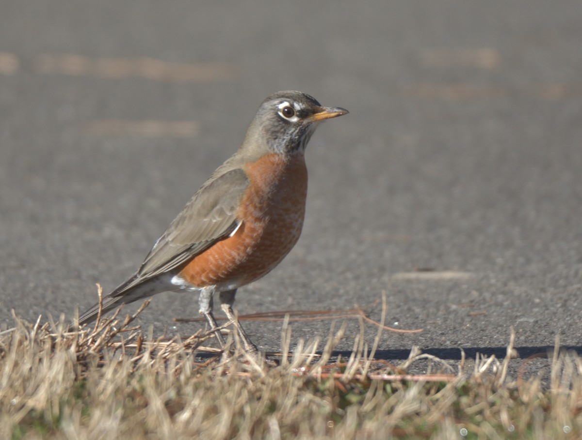 American Robin - ML305522251