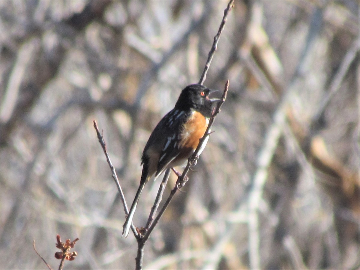 Spotted Towhee - ML305523661