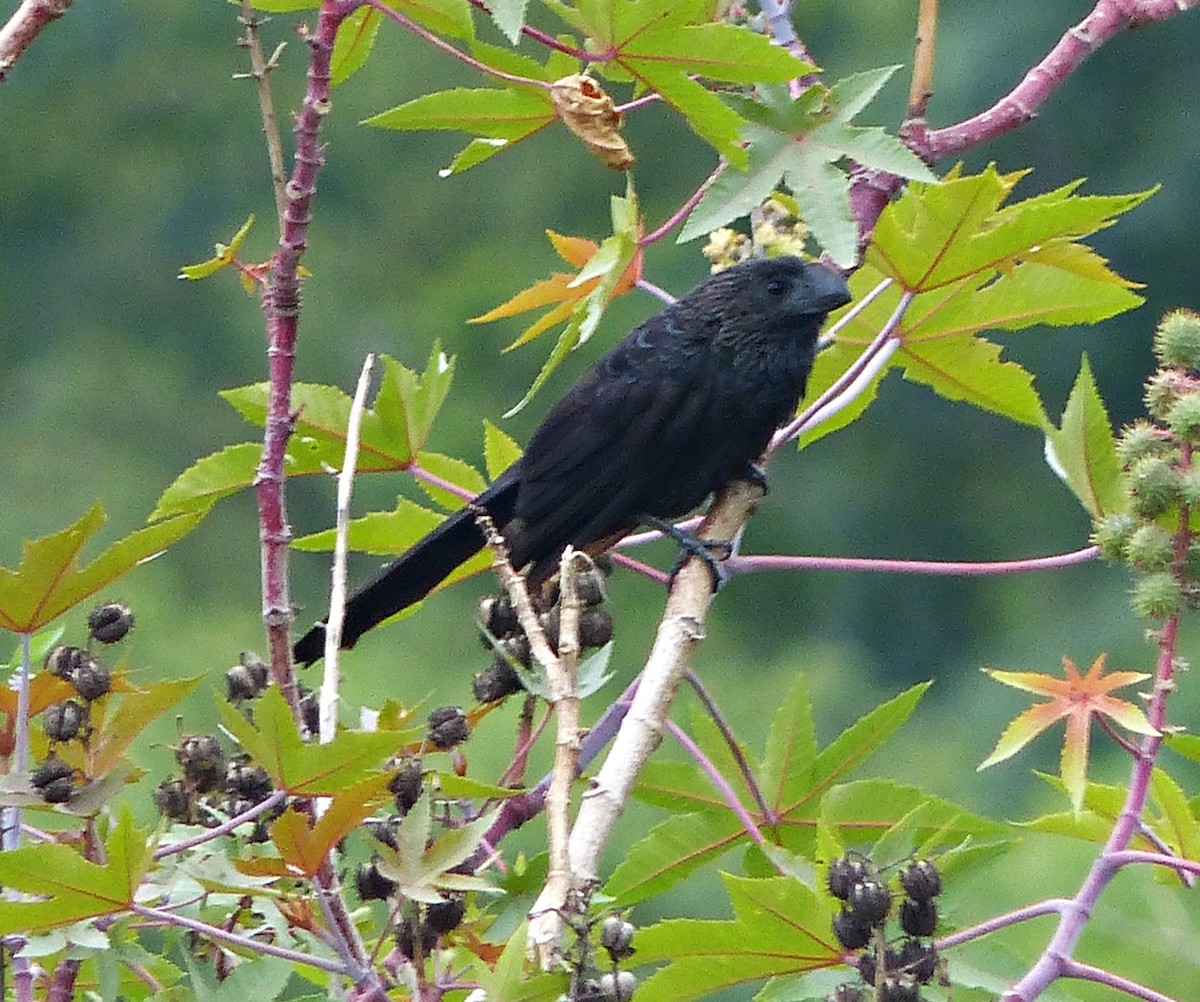 Smooth-billed Ani - ML305524061