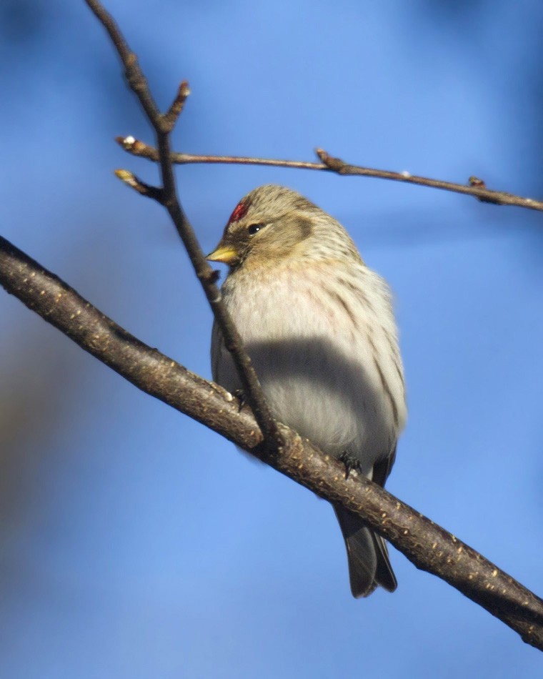 Redpoll (Hoary) - ML305524221