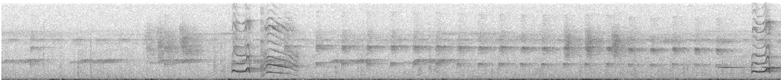 Carpintero Ondulado (grupo undatus) - ML305524291