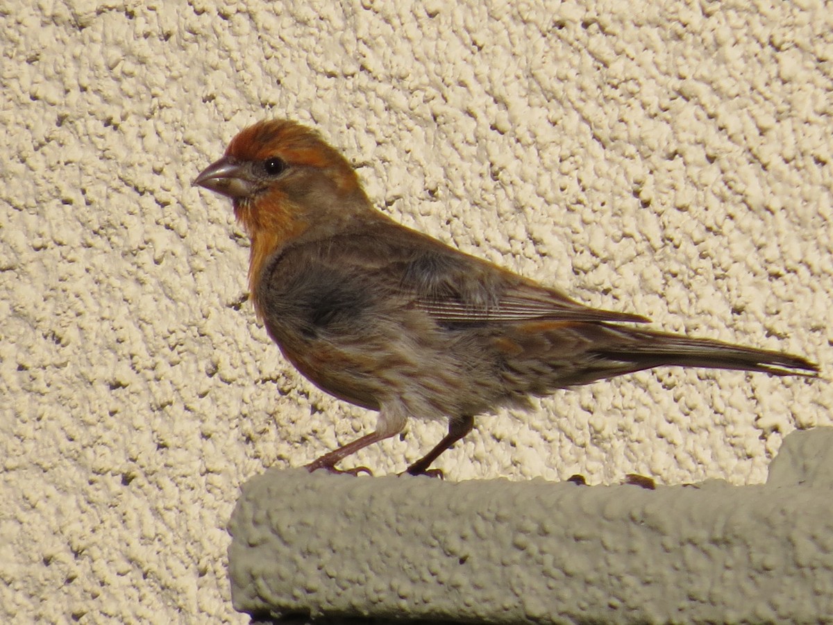 House Finch - ML30552521