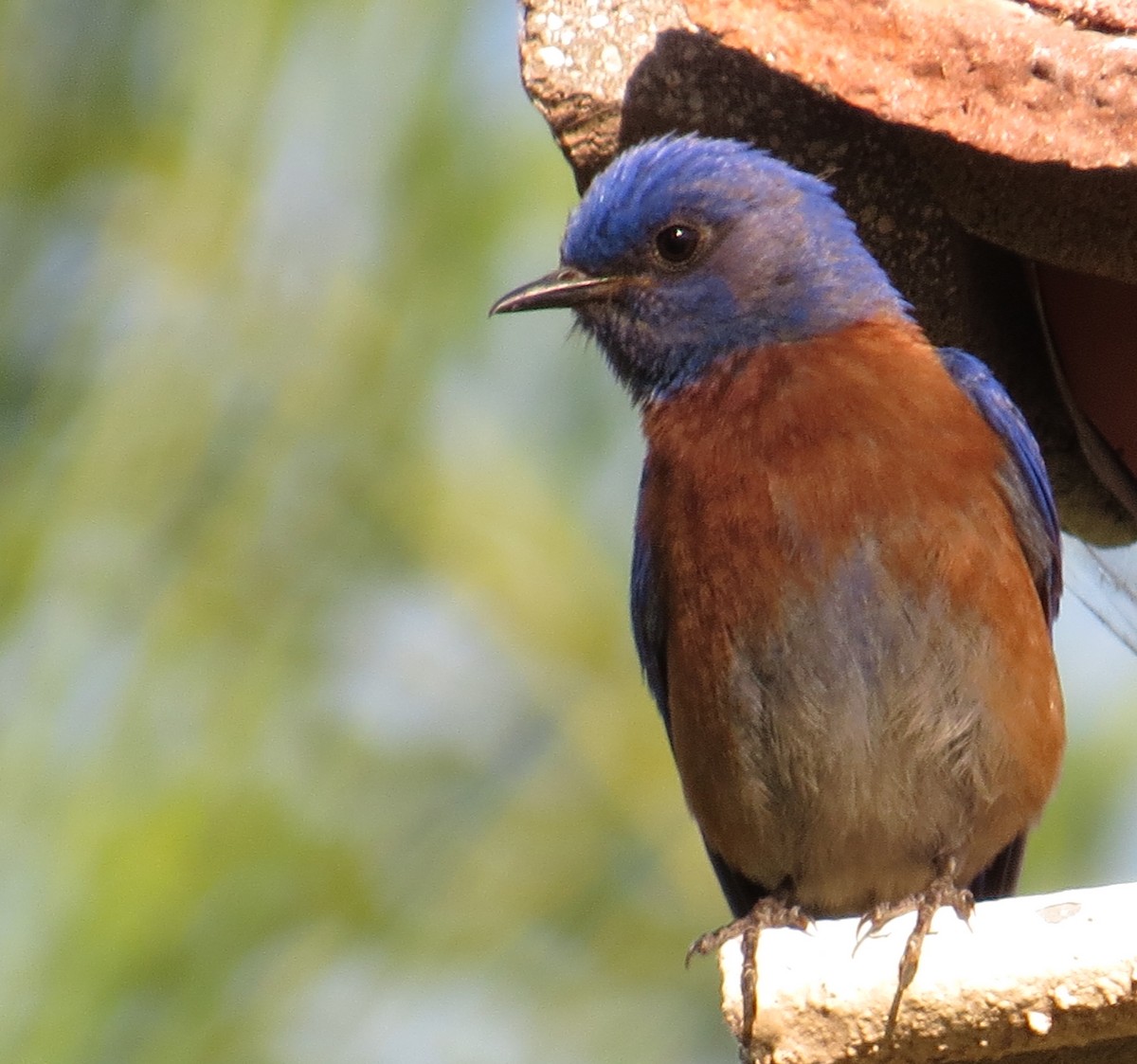 Western Bluebird - ML30552531