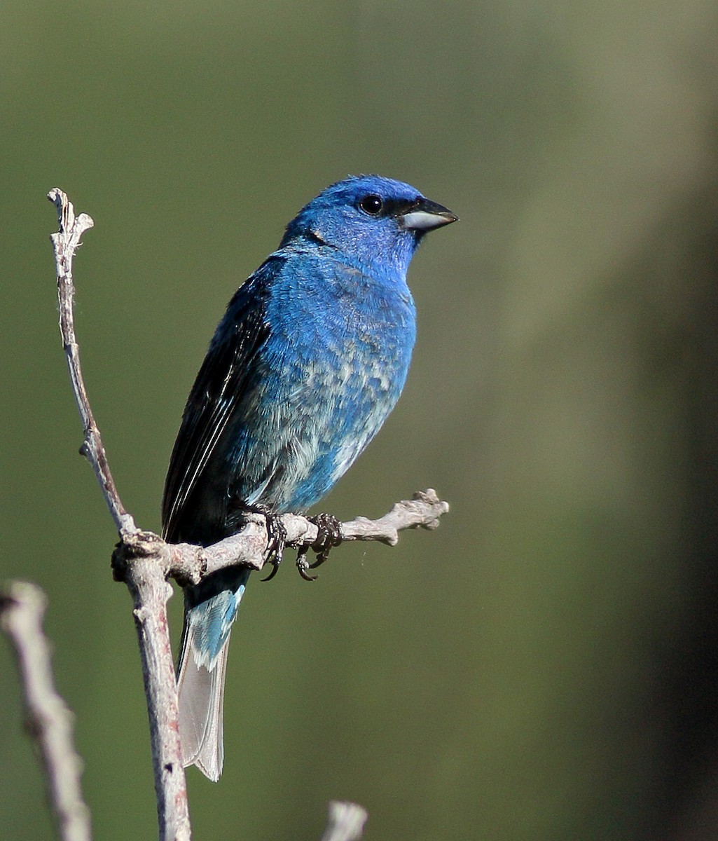 Indigo Bunting - ML30552561
