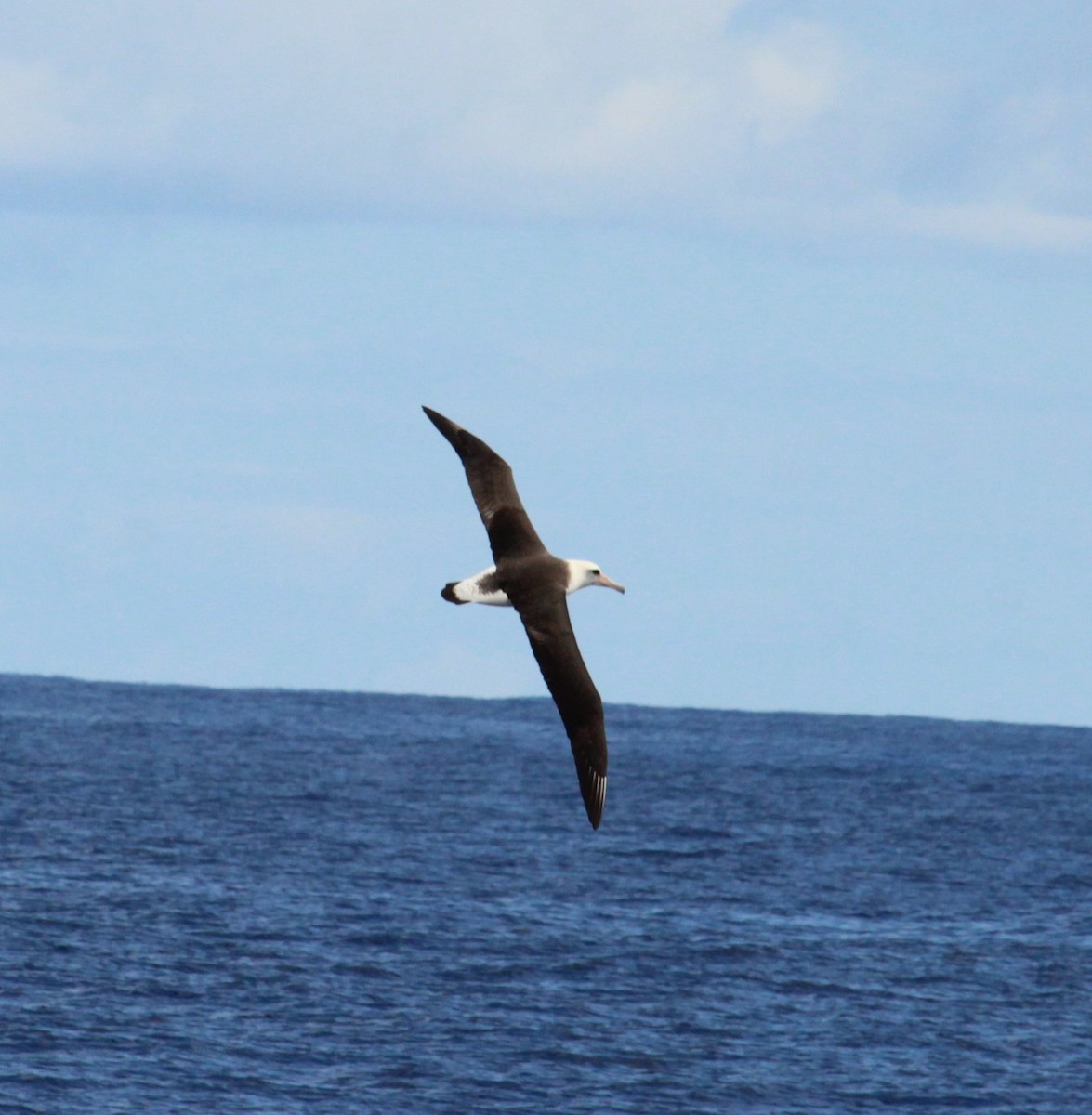 Темноспинный альбатрос - ML305525871