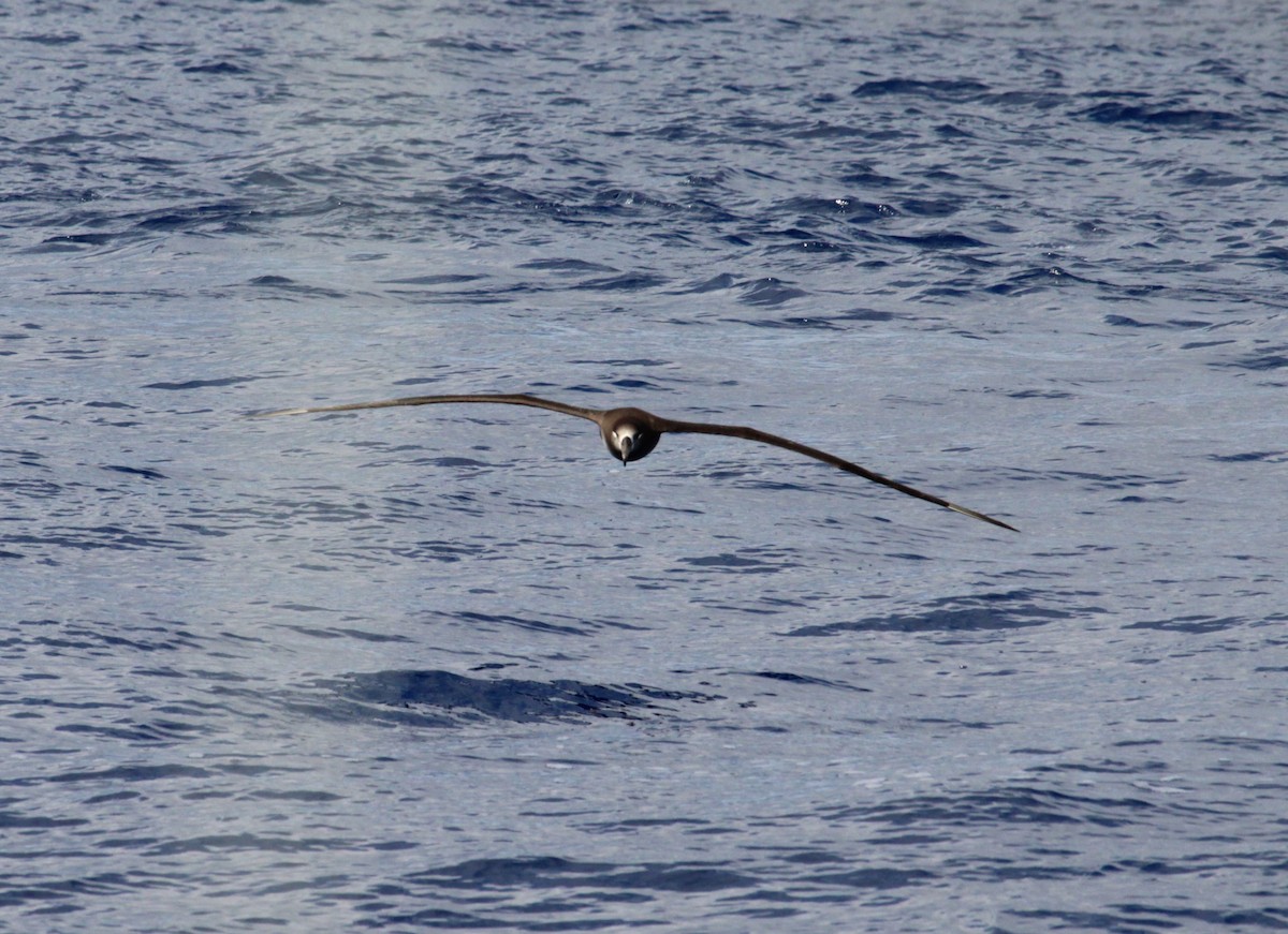 Albatros à pieds noirs - ML305526441