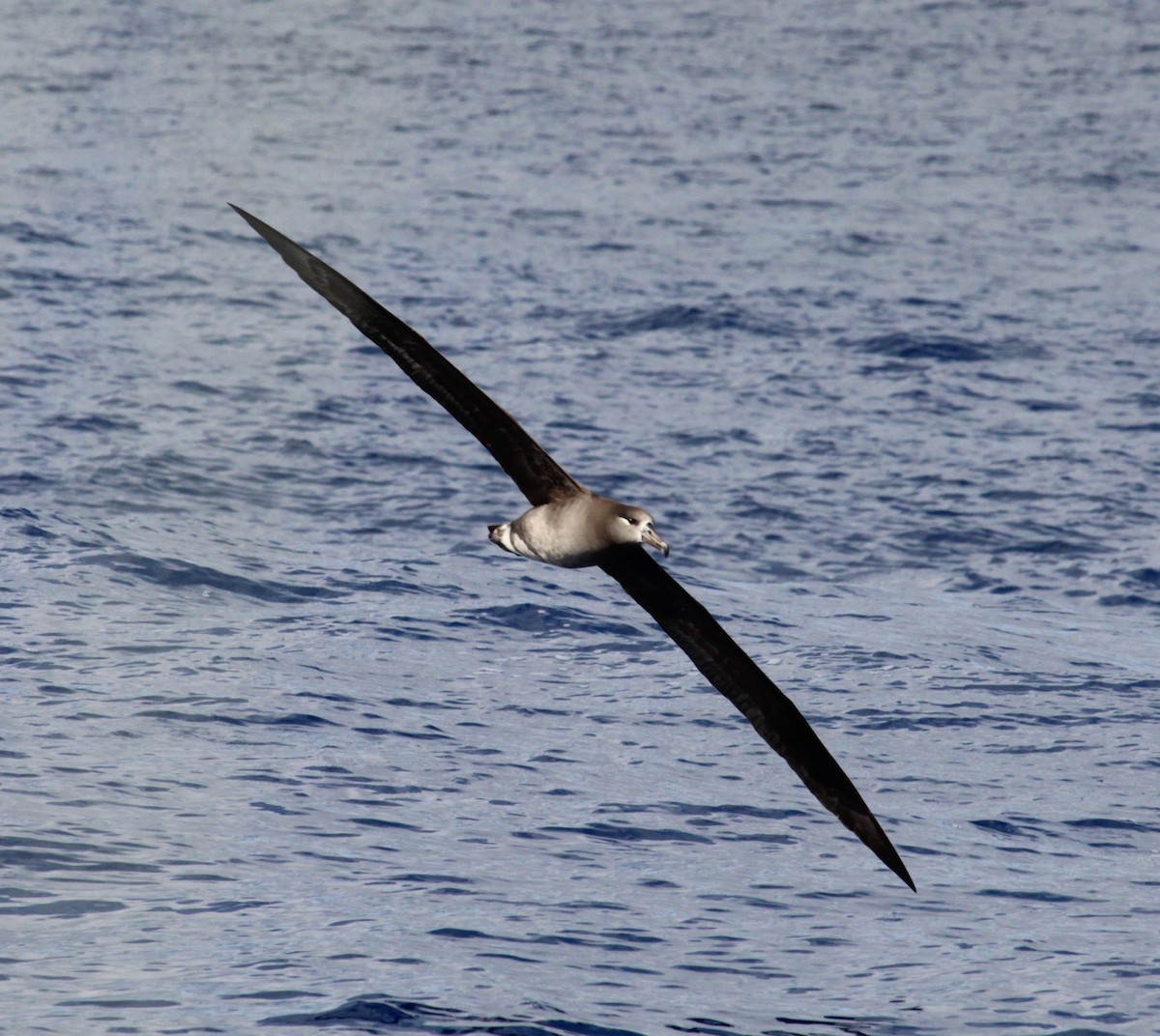 Albatros à pieds noirs - ML305526451