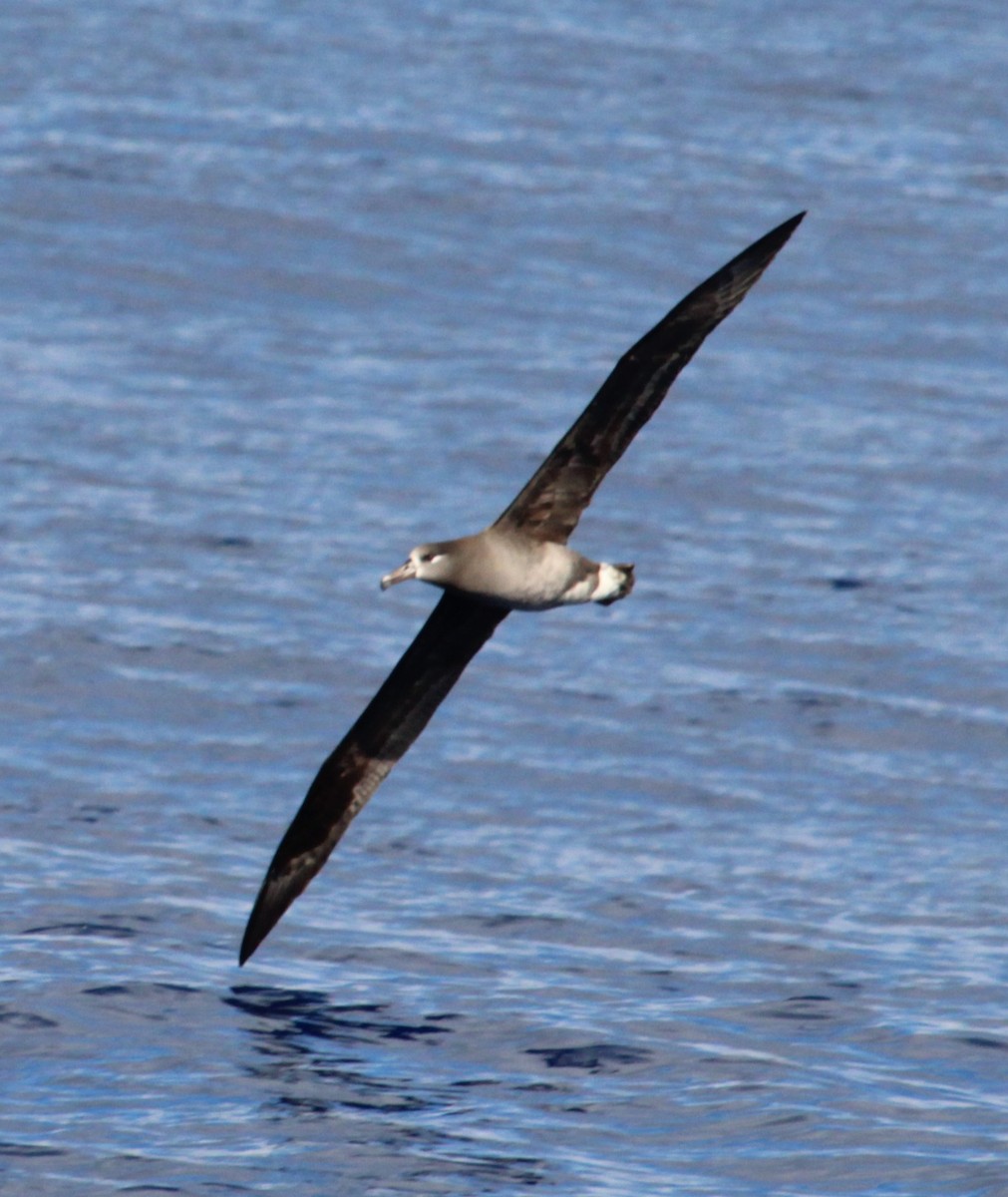 Albatros à pieds noirs - ML305526511