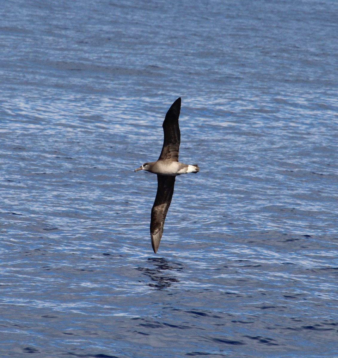 Albatros à pieds noirs - ML305526531
