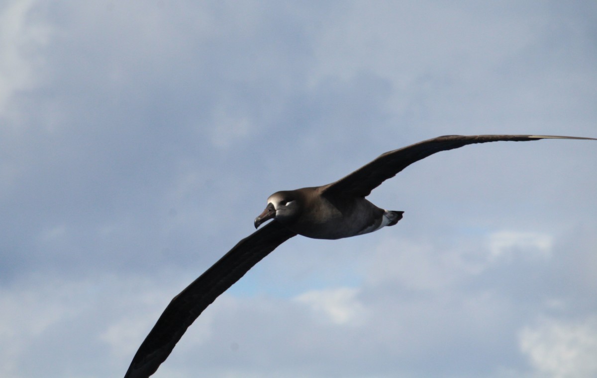 Black-footed Albatross - Sam Preer