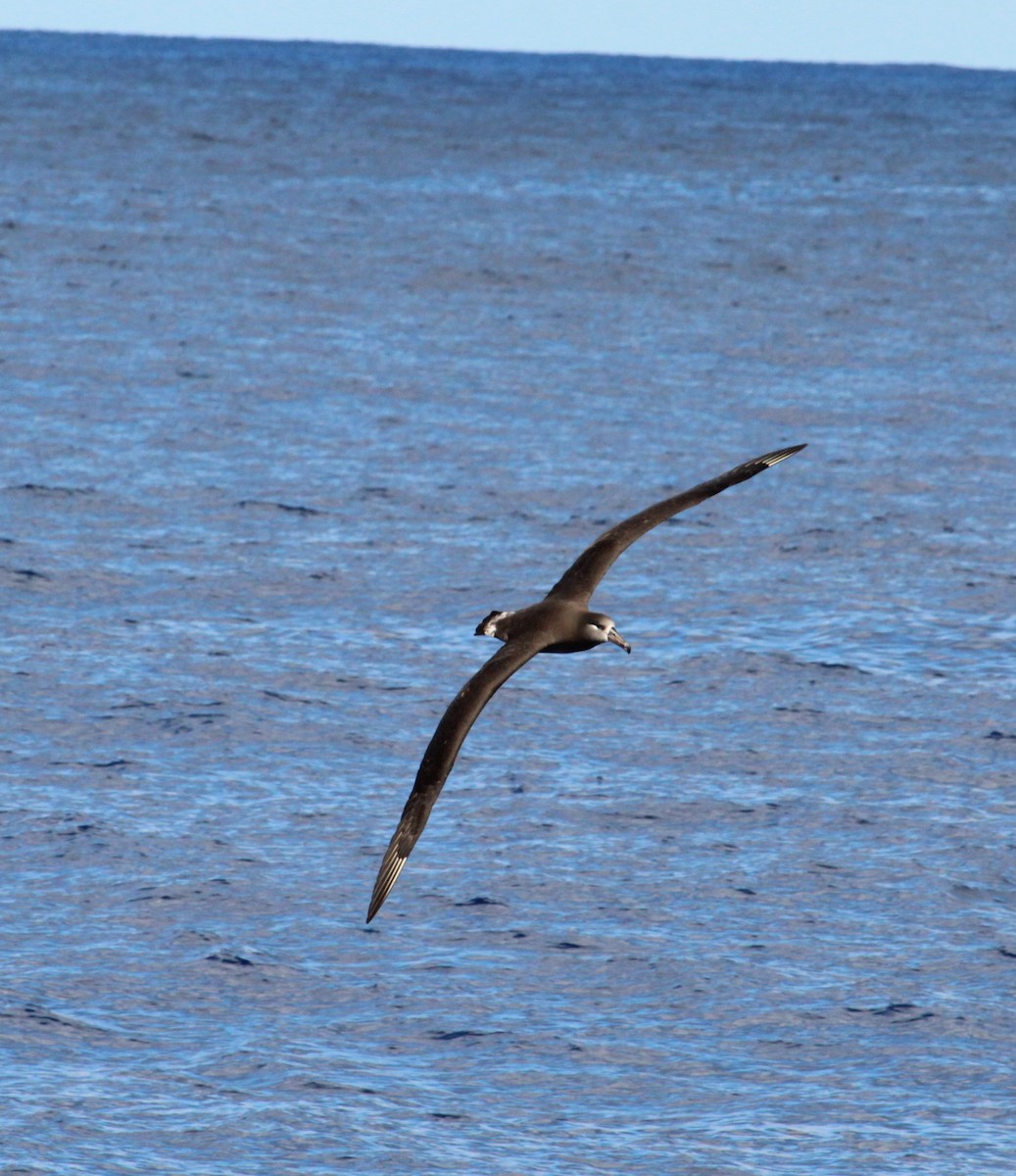albatros černonohý - ML305526601