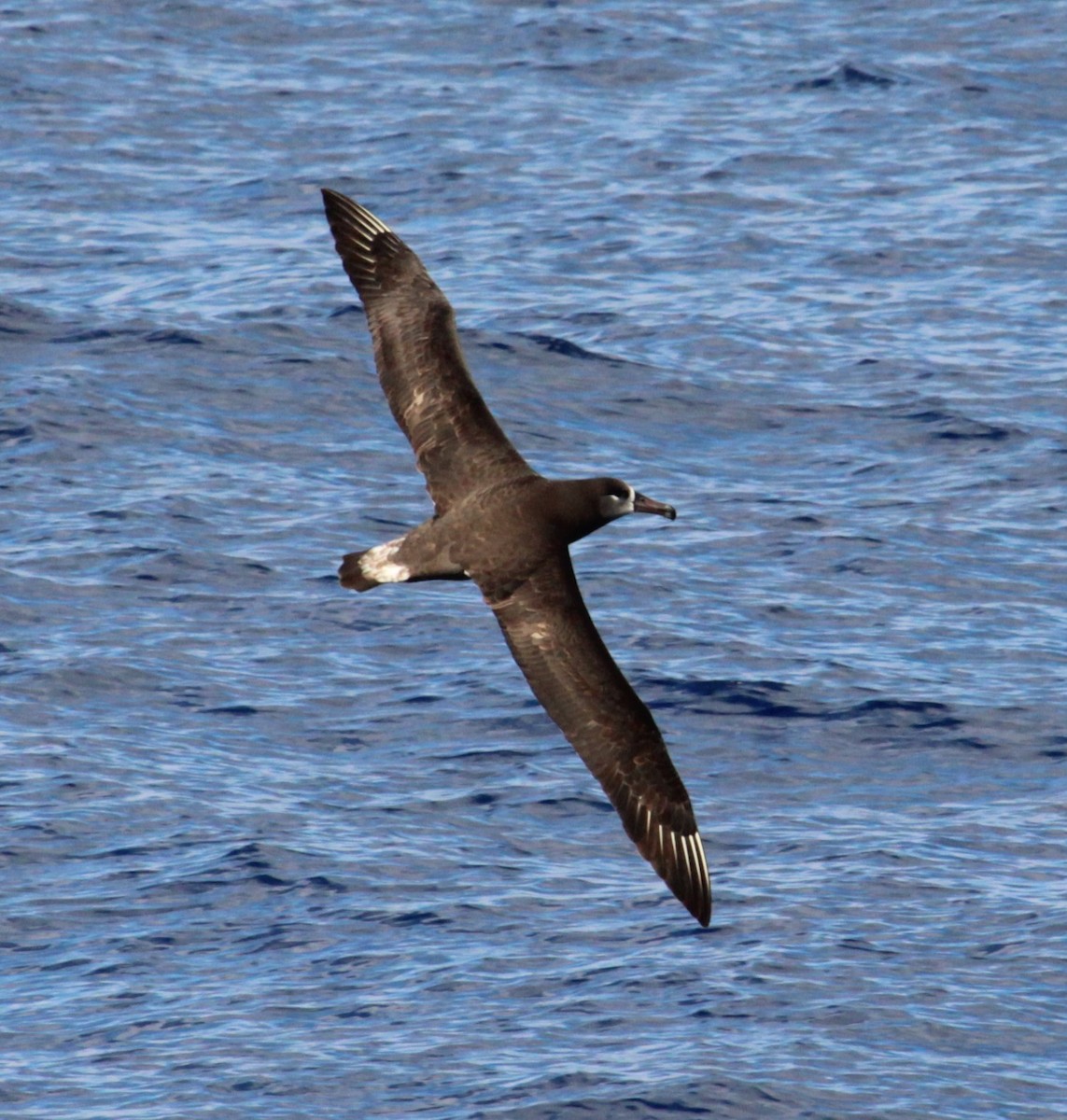 Black-footed Albatross - ML305526611