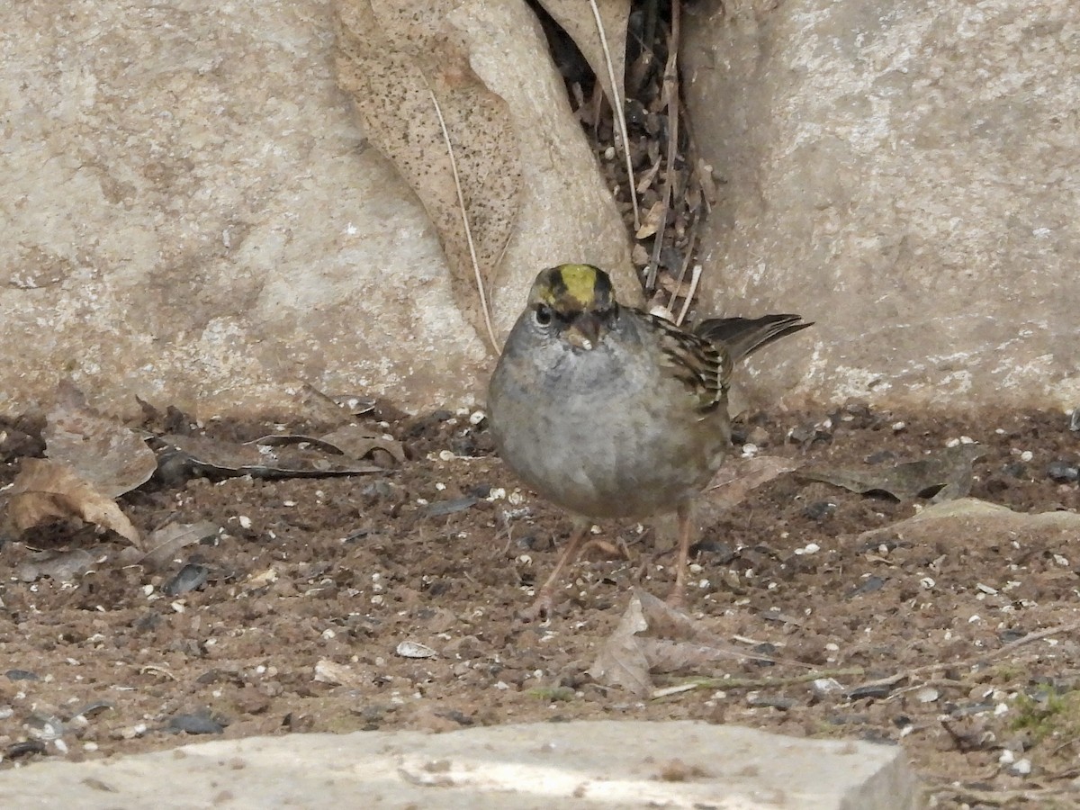 Golden-crowned Sparrow - ML305527161