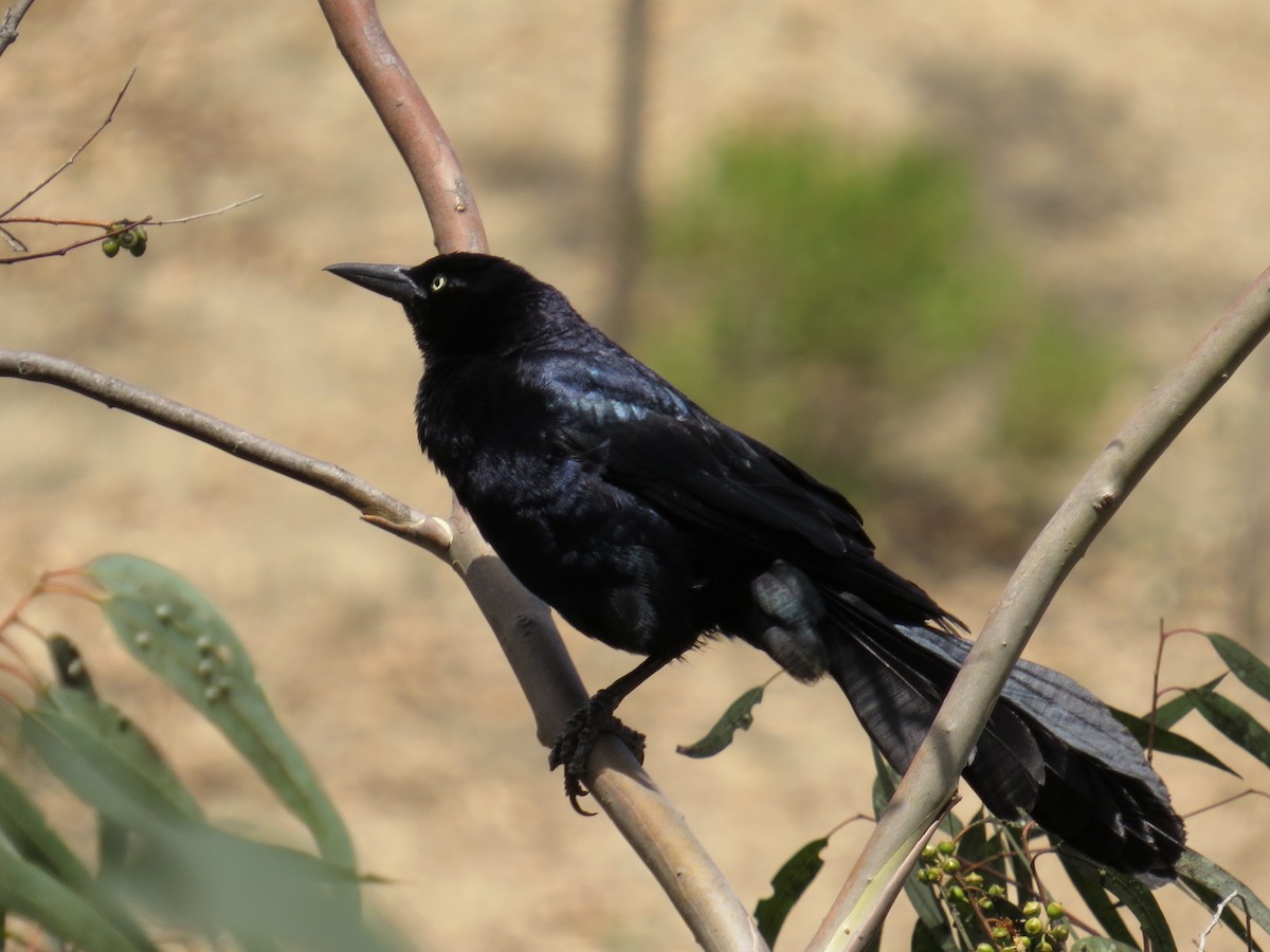 Great-tailed Grackle - Don Pitts