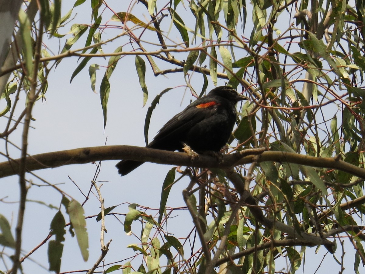 Red-winged Blackbird - ML30552771