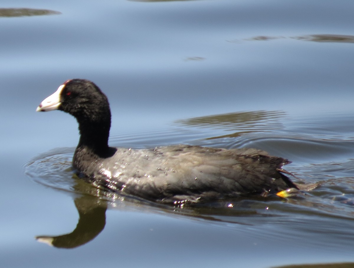 American Coot (Red-shielded) - ML30552841