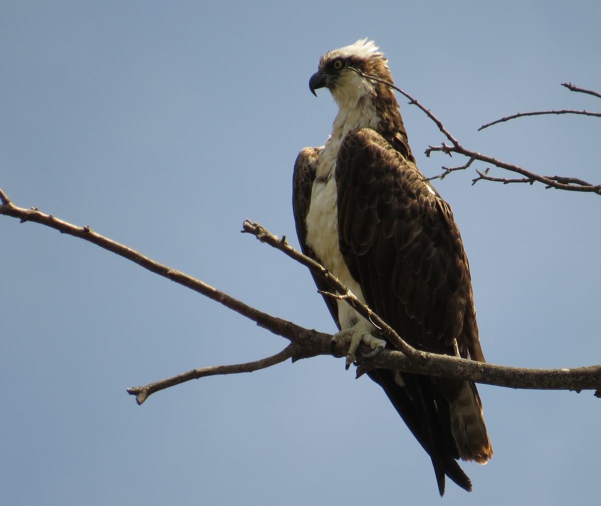 Osprey - ML30552851