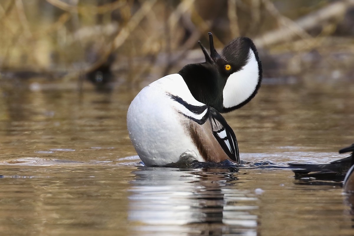 Hooded Merganser - Liam Singh