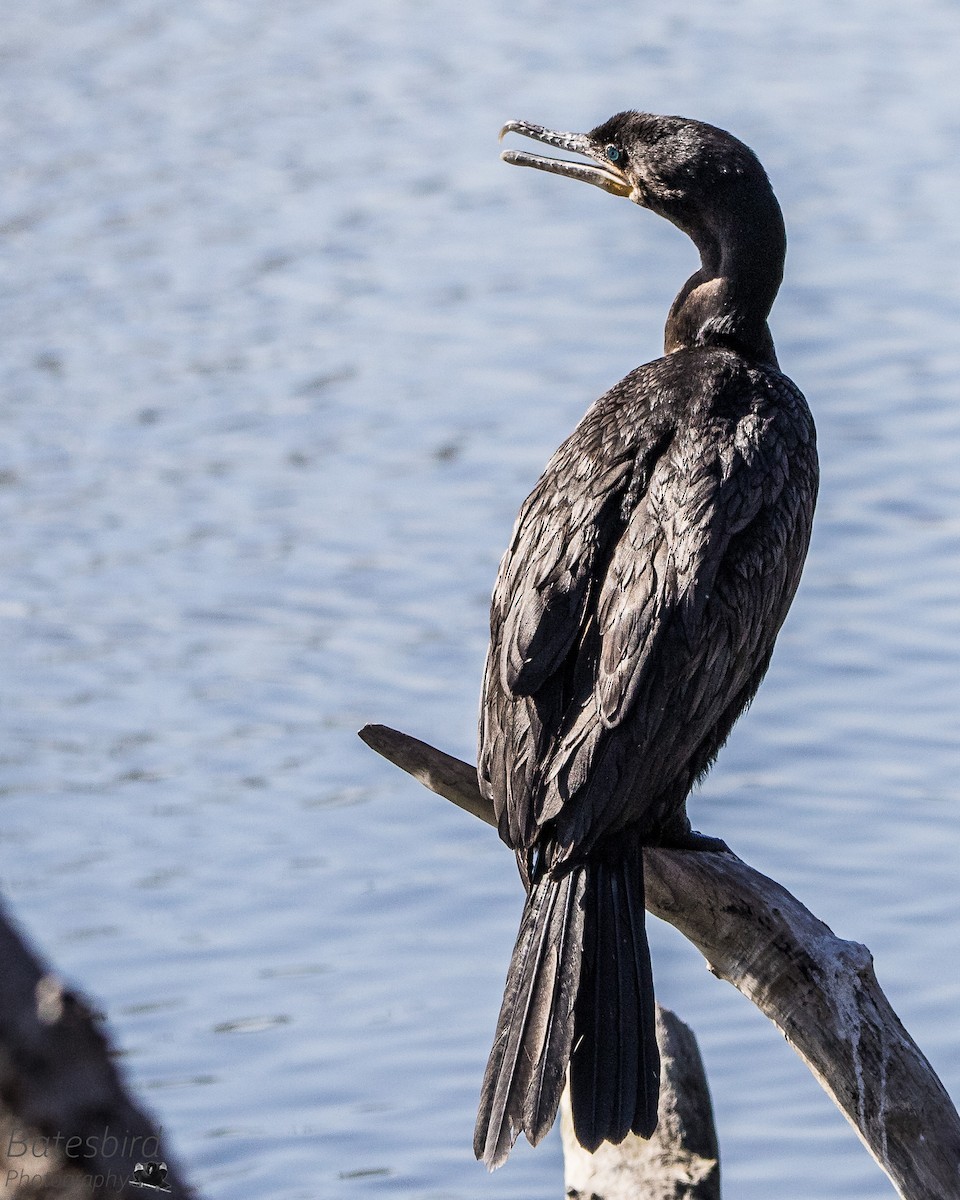 Neotropikal Karabatak - ML305532691