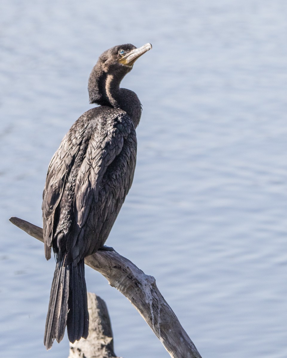 Neotropic Cormorant - Kris Ohlenkamp