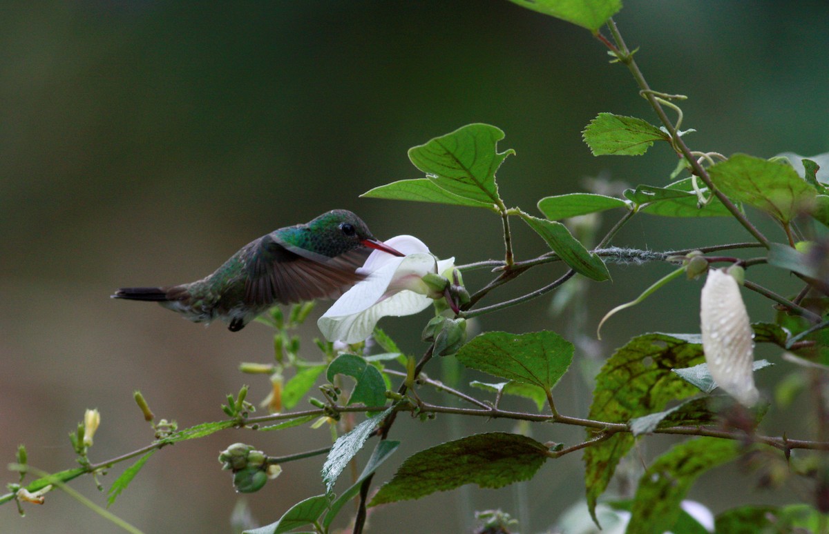 Glittering-throated Emerald - ML30553301